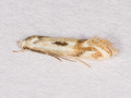 Elachista albidella